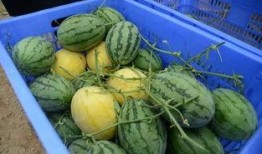 最新免费吃瓜q群,畅享最新资讯，共享欢乐时光